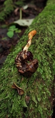 Ophiocordyceps melolonthae