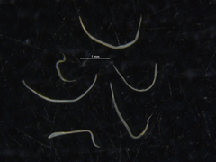 Nematoda