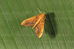 Anarmodia nebulosalis