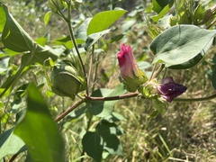 Gossypium