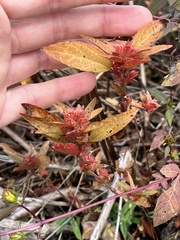 Acalypha gracilens