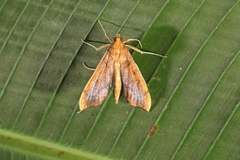 Anarmodia nebulosalis