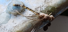 Orthetrum caledonicum