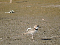 Charadrius collaris