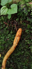 Ophiocordyceps melolonthae