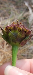 Helianthus radula