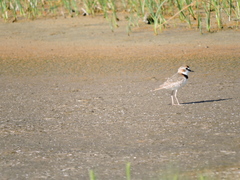 Charadrius collaris