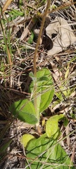 Helianthus radula