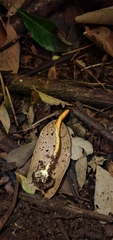 Ophiocordyceps melolonthae