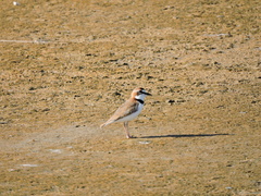 Charadrius collaris