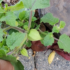 Physalis grisea
