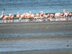 Phoenicopterus chilensis