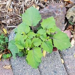 Physalis grisea