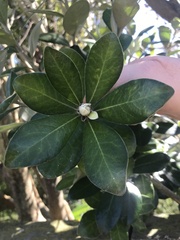 Pittosporum crassifolium