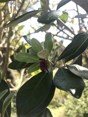 Pittosporum crassifolium