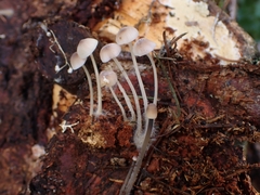 Mycena capillaripes