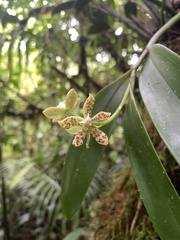 Prosthechea vespa image