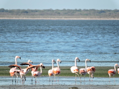 Phoenicopterus chilensis