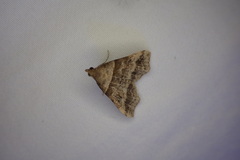 Phalaenophana pyramusalis