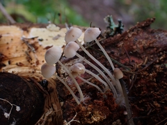 Mycena capillaripes