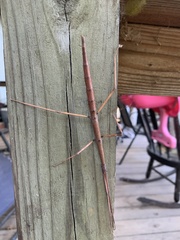 Diapheromera femorata