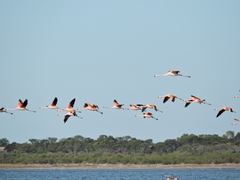 Phoenicopterus chilensis