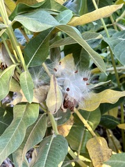 Asclepias speciosa
