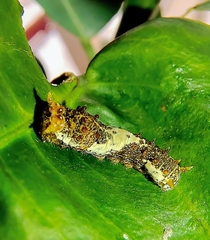 Papilio demoleus malayanus