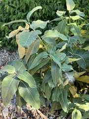 Asclepias speciosa