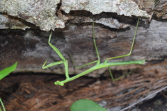 Phasmomantis sumichrasti