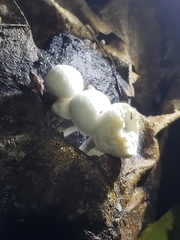 Asterophora lycoperdoides