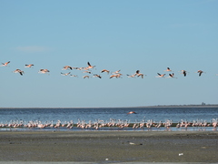 Phoenicopterus chilensis