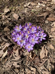 Crocus tommasinianus