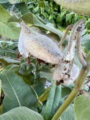 Asclepias speciosa