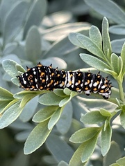 Papilio polyxenes asterius