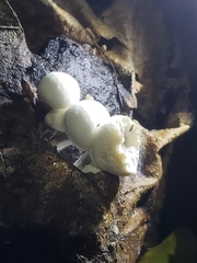 Asterophora lycoperdoides