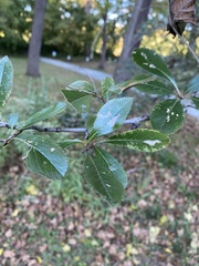 Crataegus crus-galli
