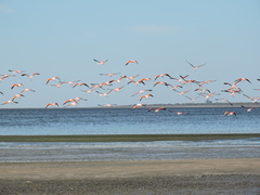 Phoenicopterus chilensis