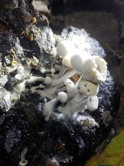 Asterophora lycoperdoides