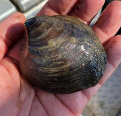 Reginaia ebenus