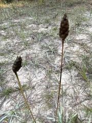 Xyris caroliniana