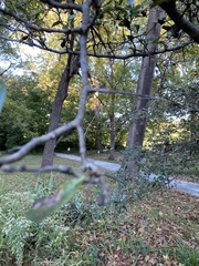 Crataegus crus-galli