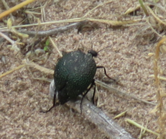 Cysteodemus wislizeni