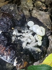 Asterophora lycoperdoides