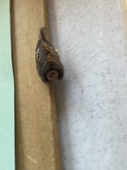 Megalopyge
