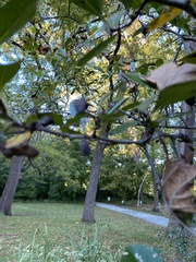 Crataegus crus-galli