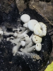Asterophora lycoperdoides