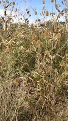 Dipsacus fullonum