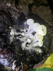Asterophora lycoperdoides