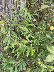 Hypericum prolificum